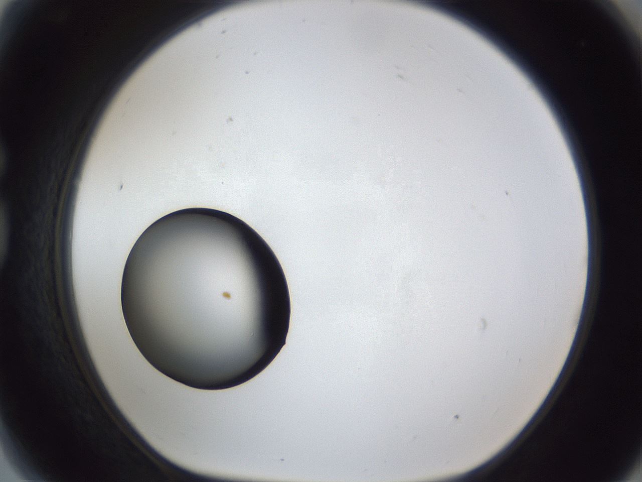 folderID17_plateID1017_batchID1900_wellNum81_profileID1_d1_r43252_ef.jpg