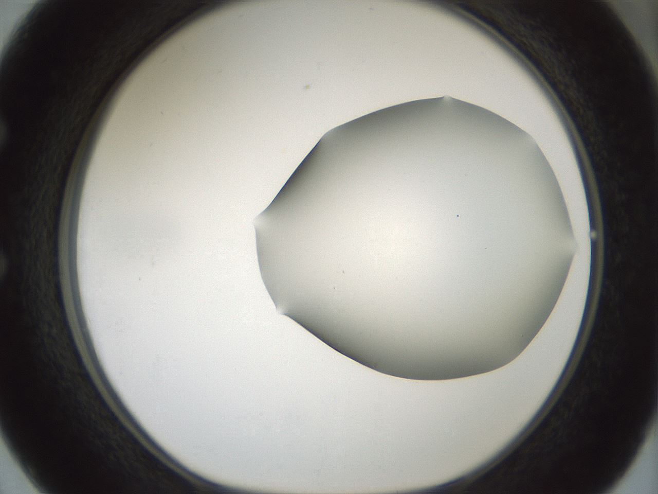 folderID180_plateID1180_batchID3360_wellNum50_profileID1_d1_r65264_ef.jpg