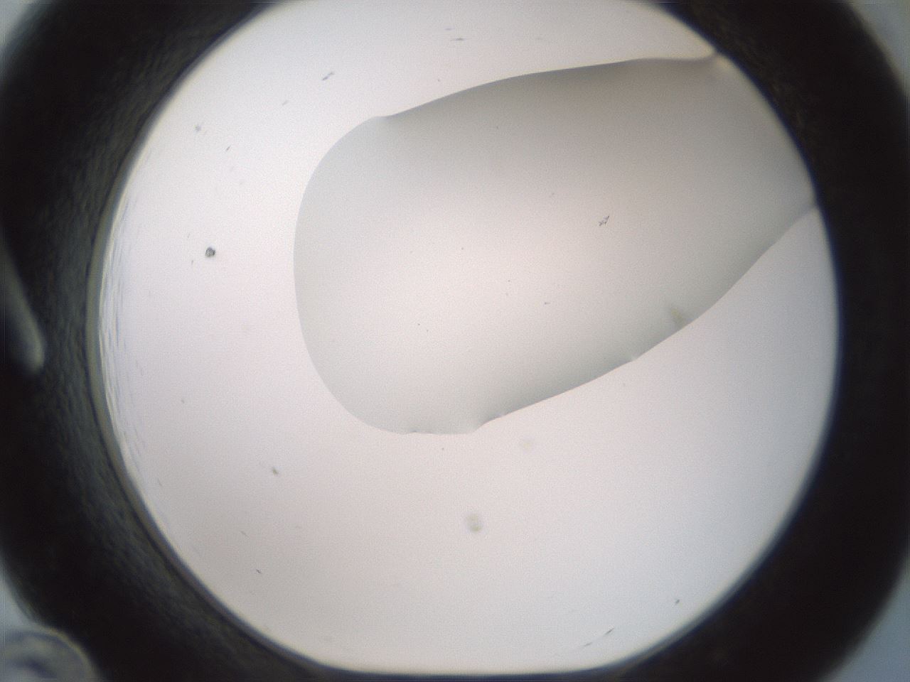 folderID184_plateID1184_batchID3368_wellNum12_profileID1_d1_r65634_ef.jpg