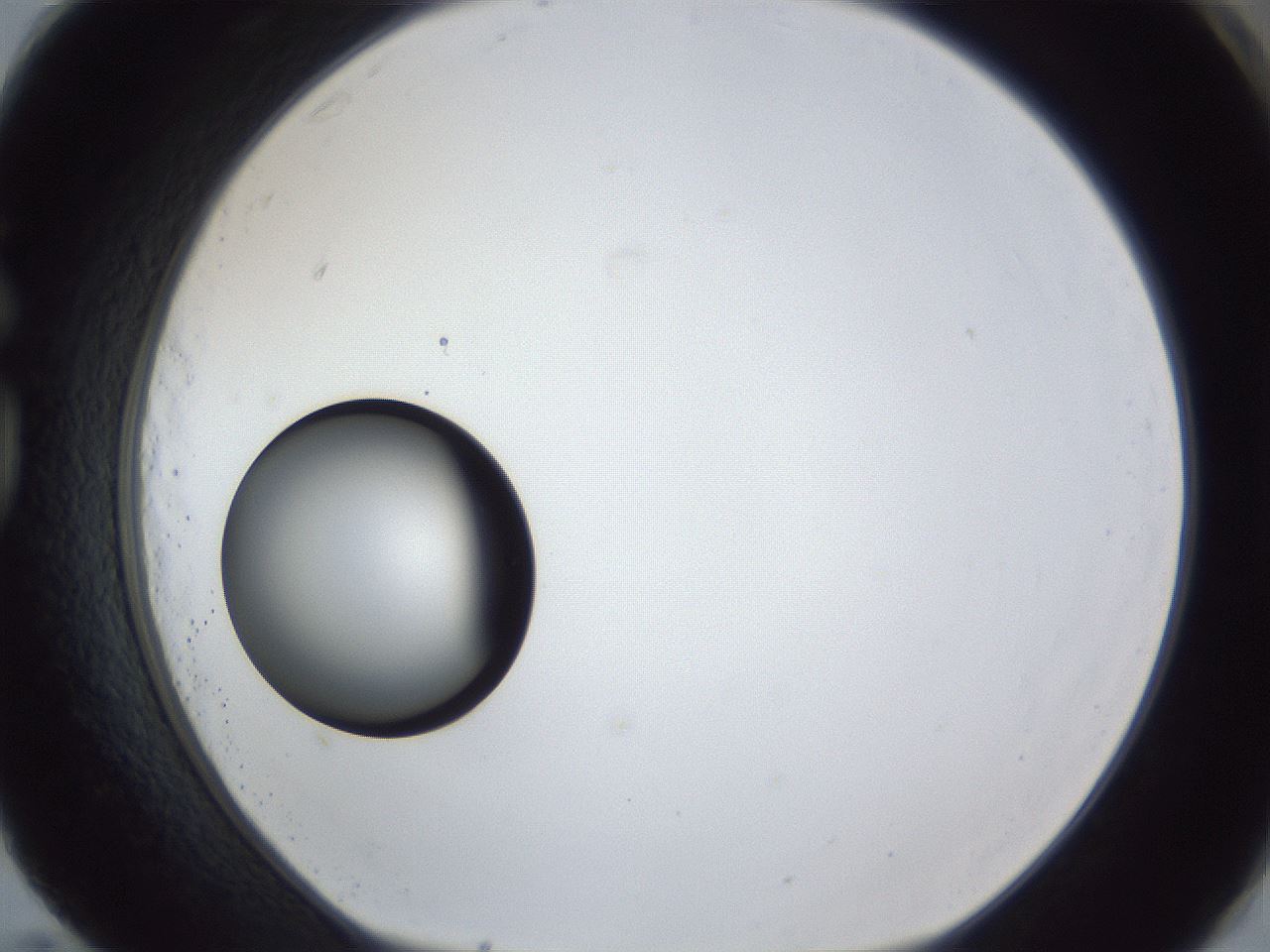 folderID17_plateID1017_batchID1900_wellNum83_profileID1_d1_r43254_ef.jpg