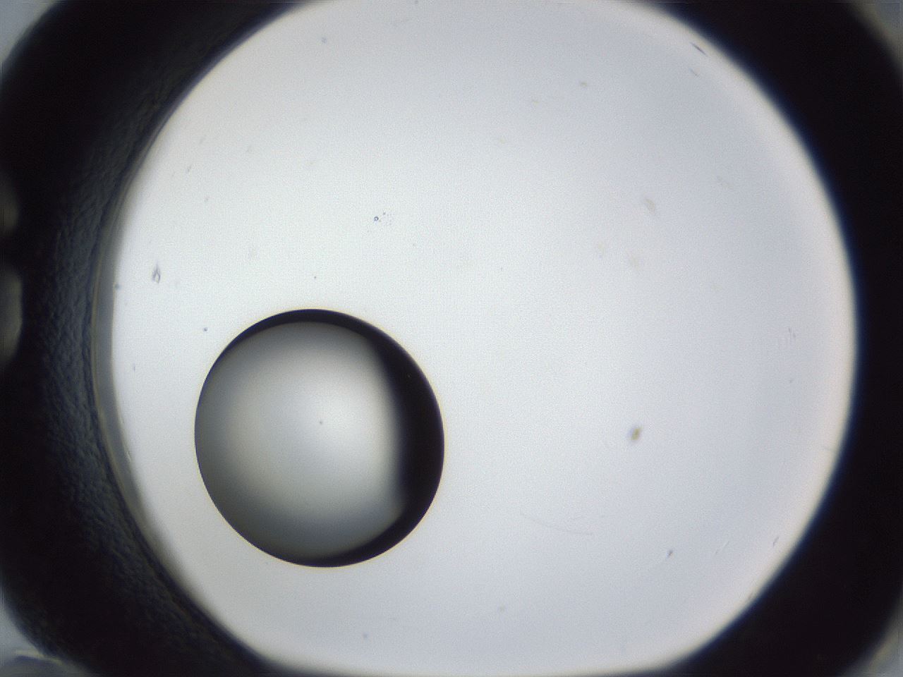 folderID17_plateID1017_batchID1900_wellNum84_profileID1_d1_r43255_ef.jpg