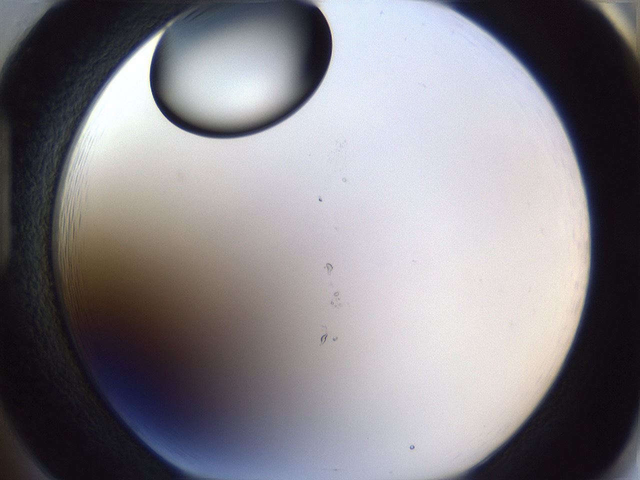 folderID17_plateID1017_batchID1900_wellNum85_profileID1_d1_r43256_ef.jpg