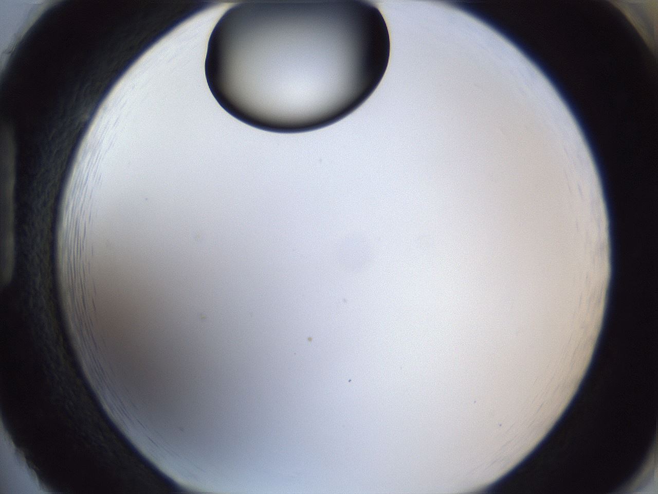folderID17_plateID1017_batchID1900_wellNum86_profileID1_d1_r43257_ef.jpg