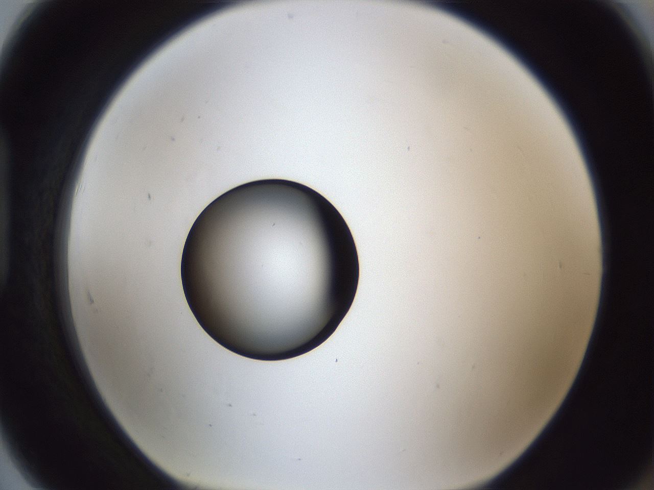folderID17_plateID1017_batchID1900_wellNum91_profileID1_d1_r43262_ef.jpg