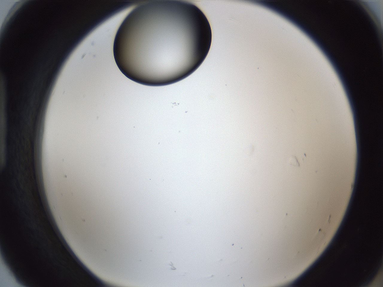 folderID17_plateID1017_batchID1900_wellNum92_profileID1_d1_r43263_ef.jpg