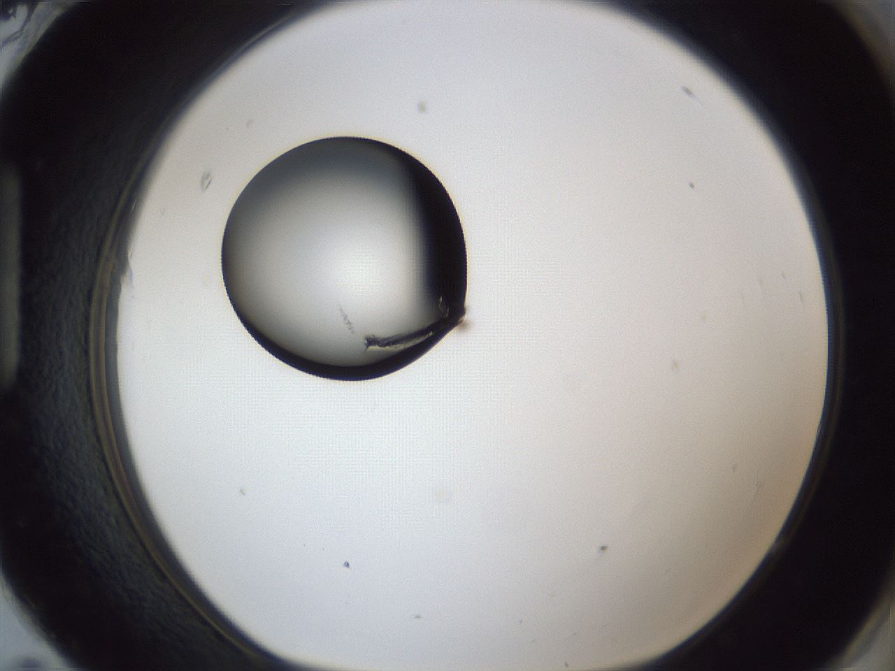 folderID17_plateID1017_batchID1900_wellNum95_profileID1_d1_r43266_ef.jpg