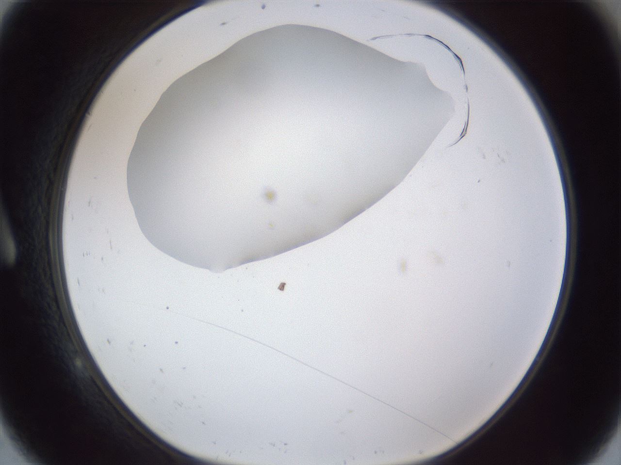 folderID17_plateID1017_batchID1900_wellNum9_profileID1_d1_r43180_ef.jpg