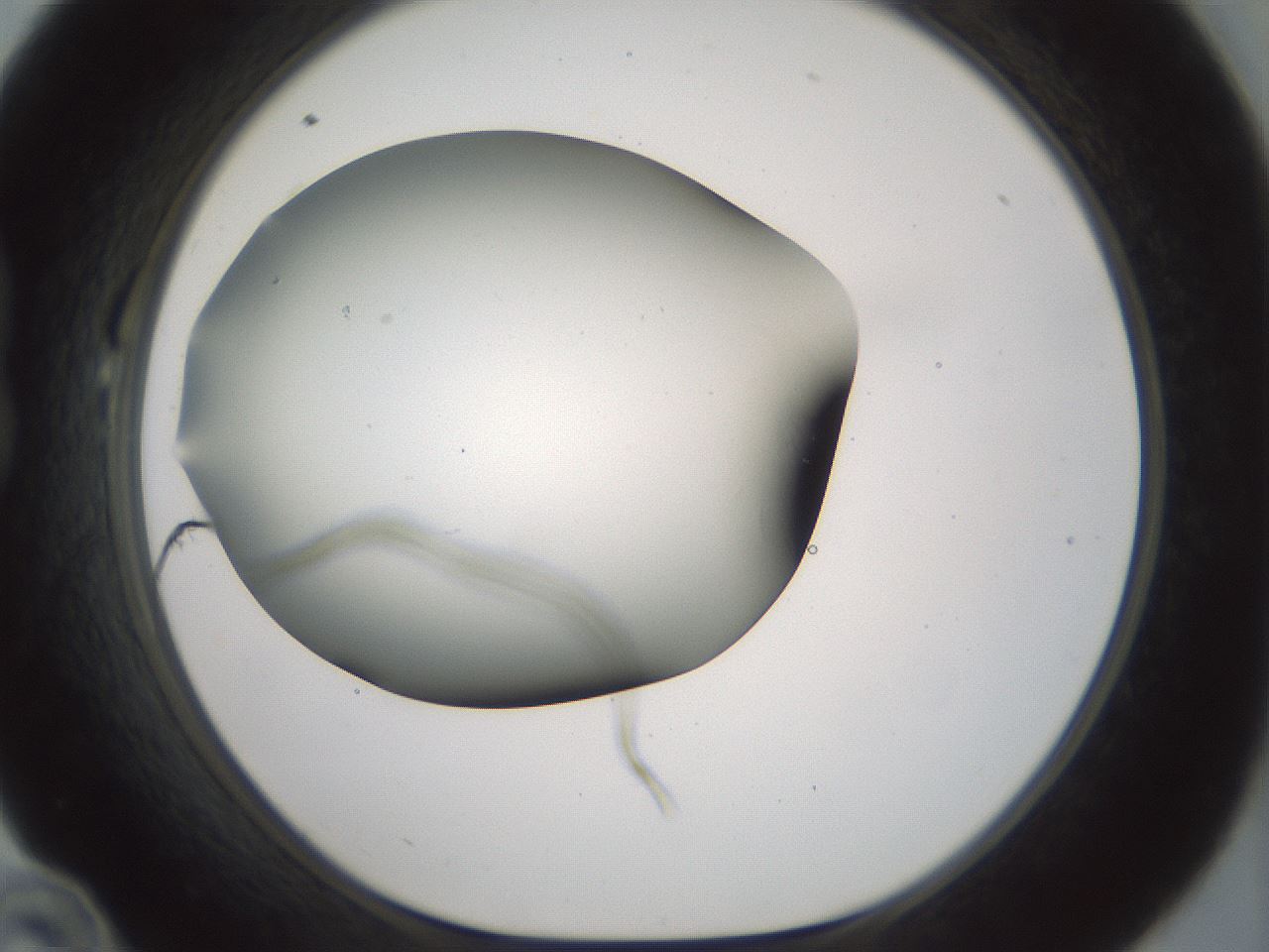 folderID180_plateID1180_batchID3360_wellNum22_profileID1_d1_r65236_ef.jpg