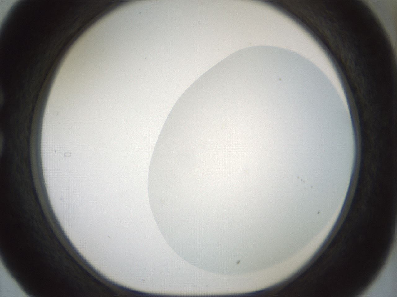 folderID180_plateID1180_batchID3360_wellNum29_profileID1_d1_r65243_ef.jpg