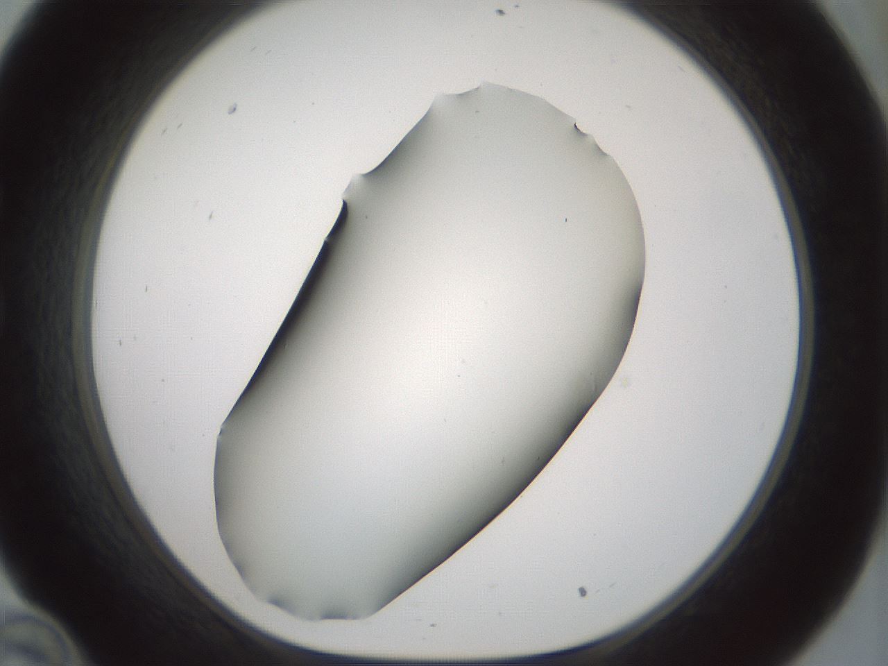 folderID180_plateID1180_batchID3360_wellNum34_profileID1_d1_r65248_ef.jpg