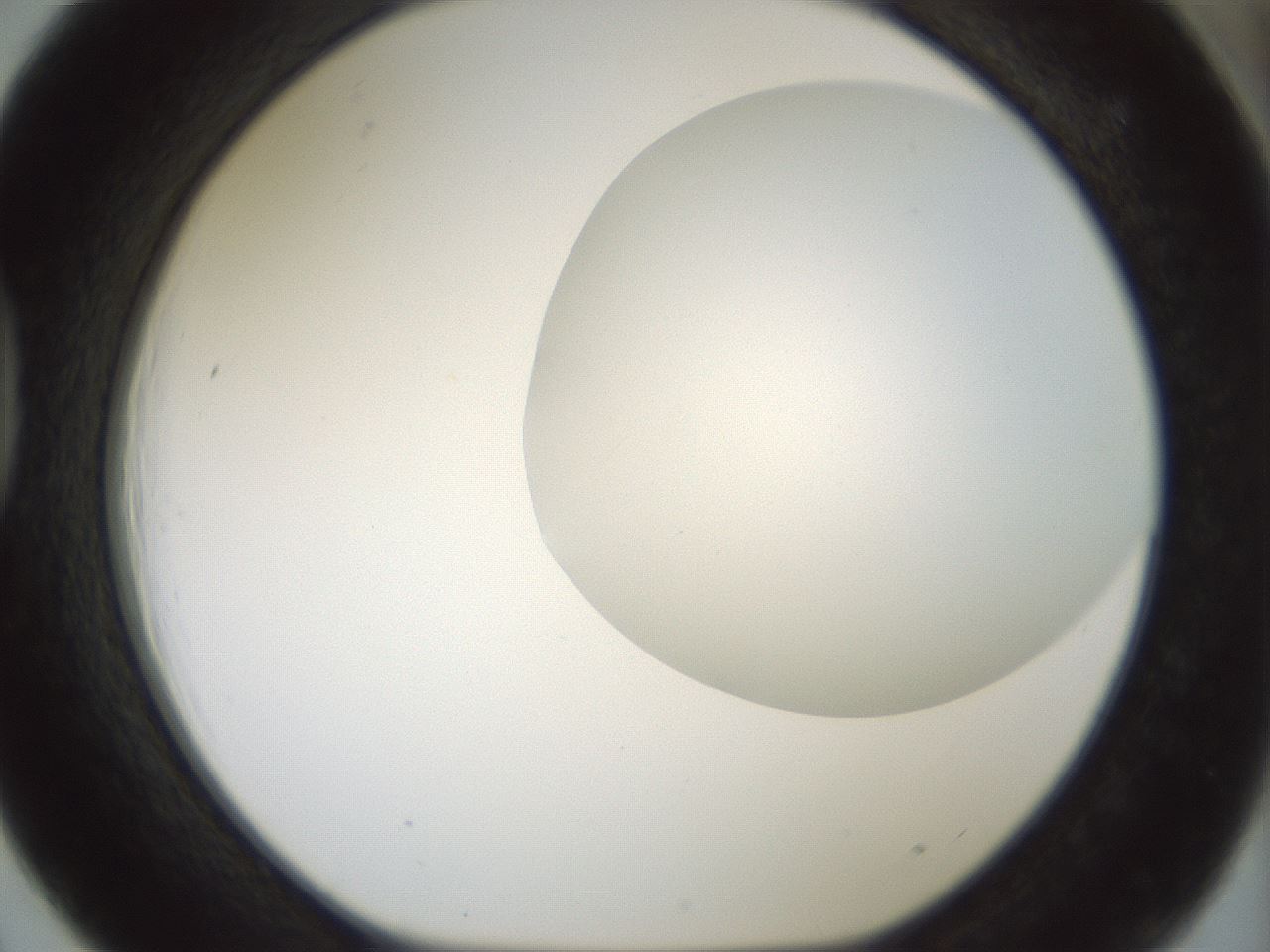 folderID180_plateID1180_batchID3360_wellNum39_profileID1_d1_r65253_ef.jpg