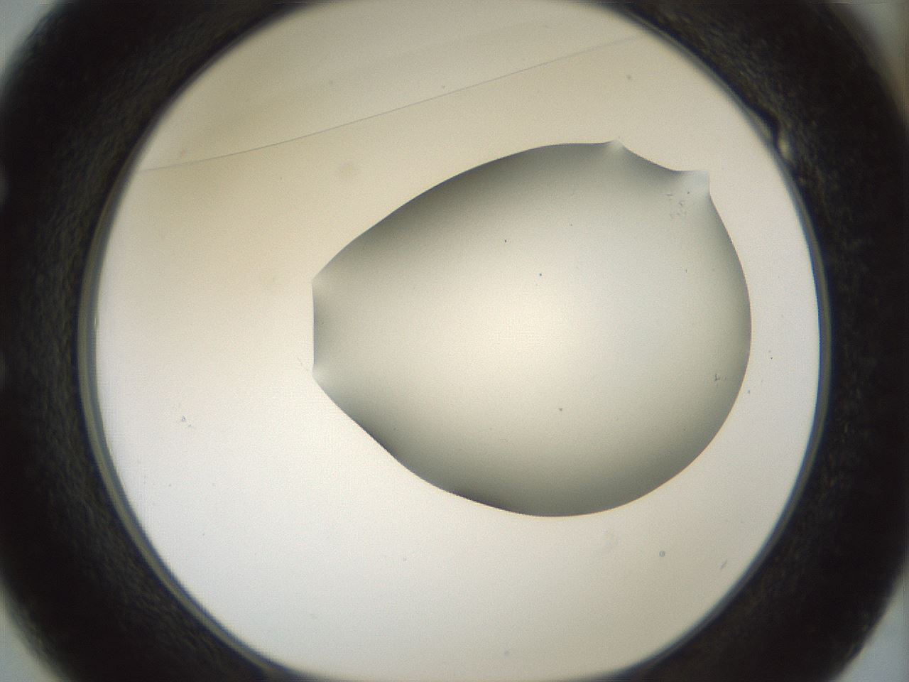 folderID180_plateID1180_batchID3360_wellNum49_profileID1_d1_r65263_ef.jpg
