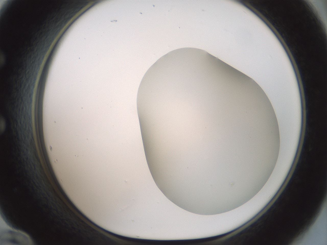 folderID180_plateID1180_batchID3360_wellNum60_profileID1_d1_r65274_ef.jpg