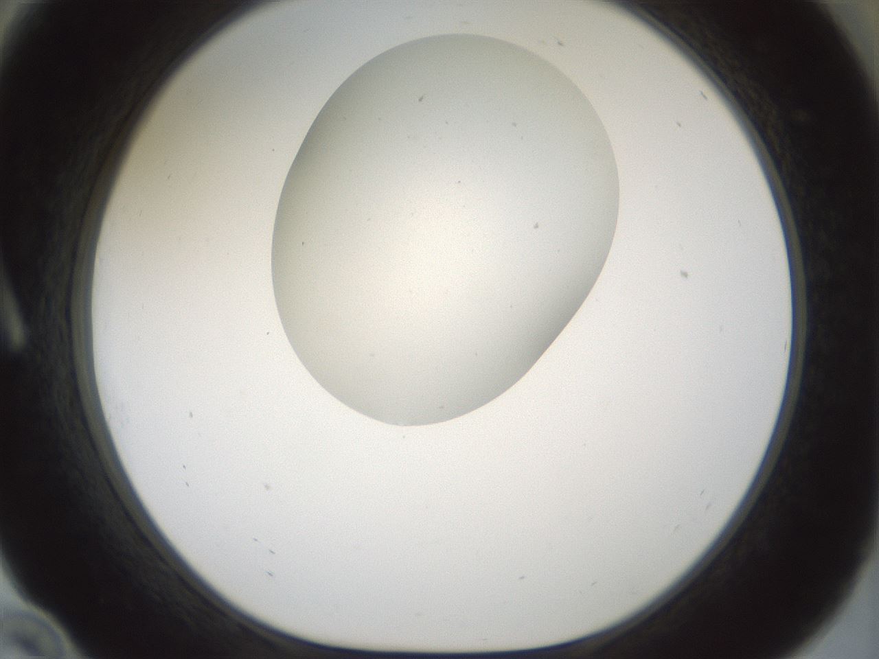folderID181_plateID1181_batchID3370_wellNum10_profileID1_d1_r65800_ef.jpg