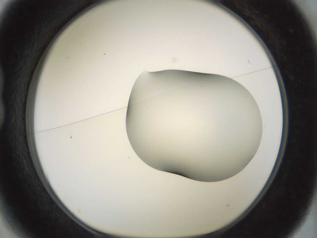 folderID181_plateID1181_batchID3370_wellNum13_profileID1_d1_r65803_ef.jpg