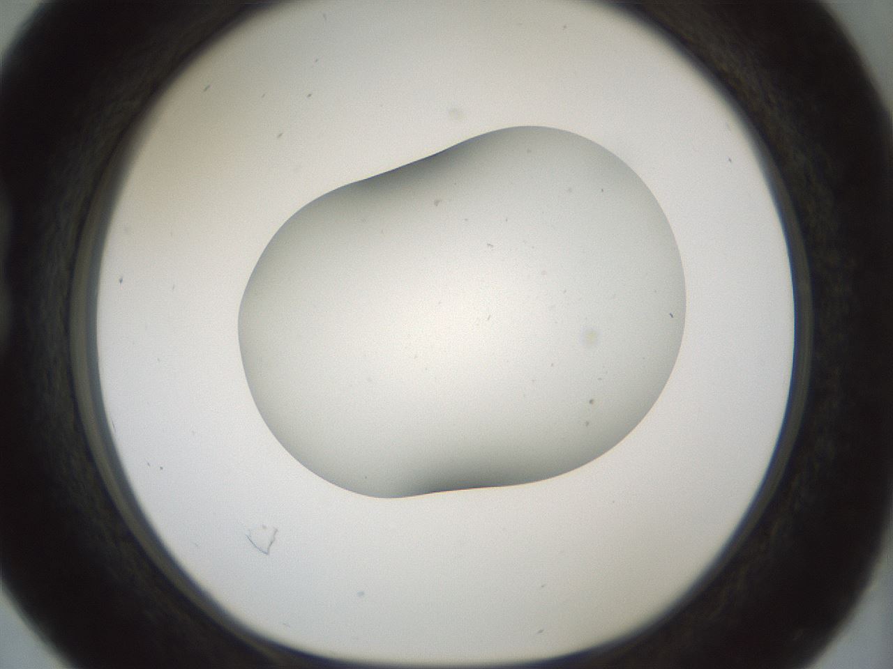 folderID181_plateID1181_batchID3370_wellNum16_profileID1_d1_r65806_ef.jpg