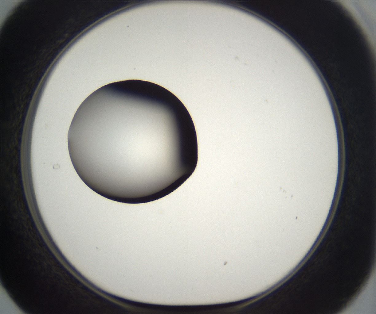 folderID302_plateID2302_batchID10855_wellNum29_profileID1_d1_r161738_ef.jpg