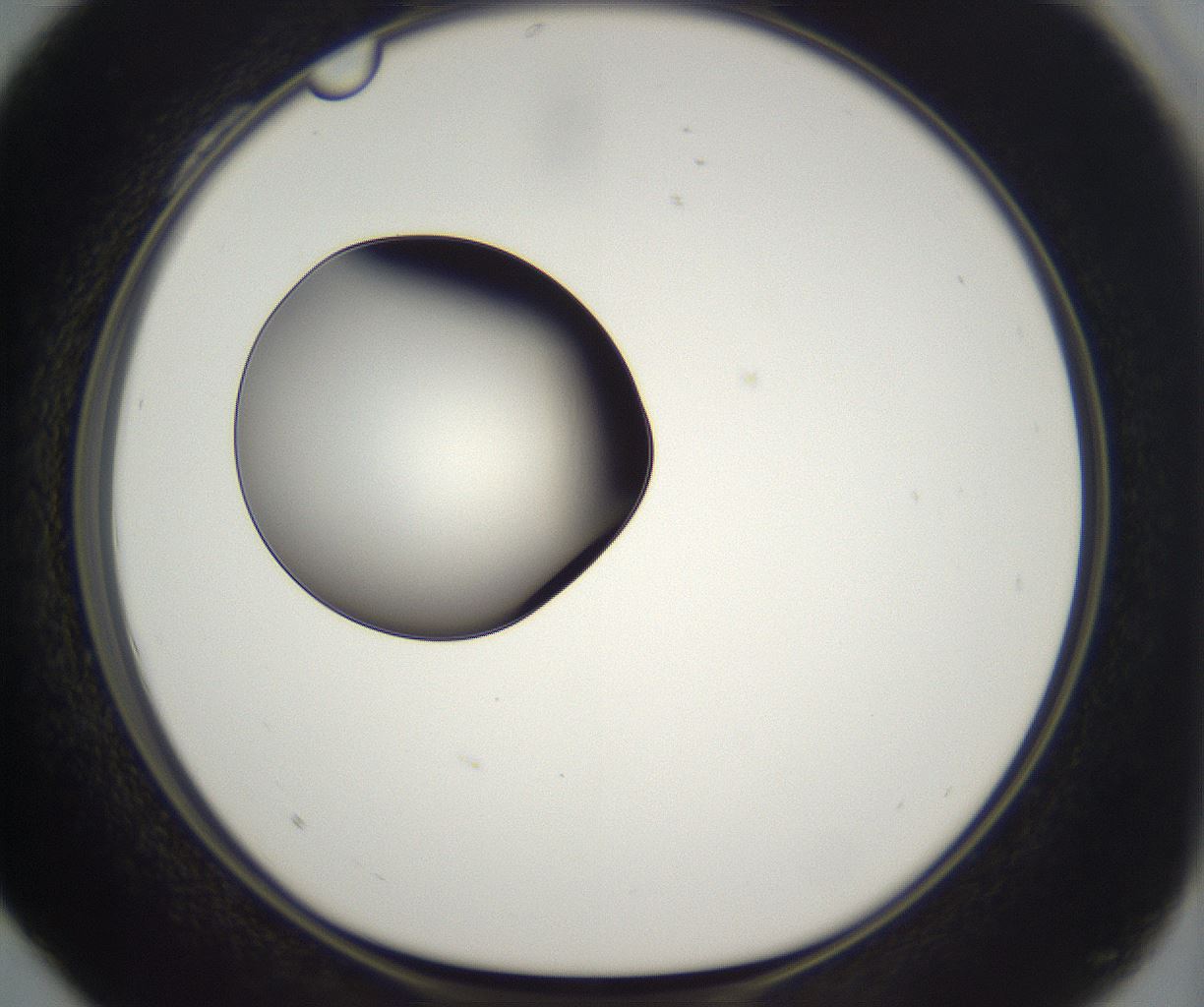 folderID302_plateID2302_batchID10855_wellNum28_profileID1_d1_r161737_ef.jpg