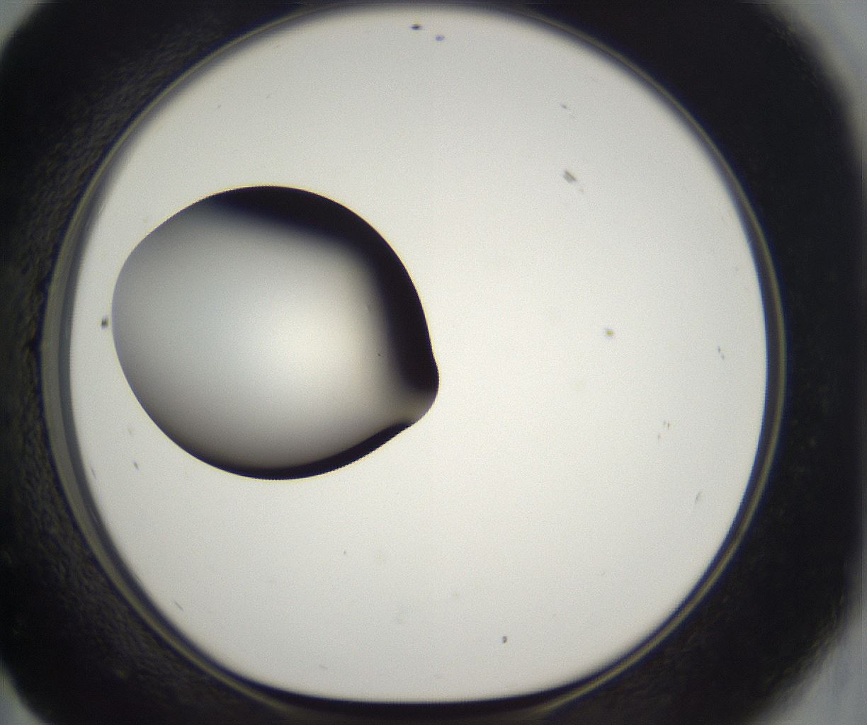 folderID302_plateID2302_batchID10855_wellNum59_profileID1_d1_r161768_ef.jpg