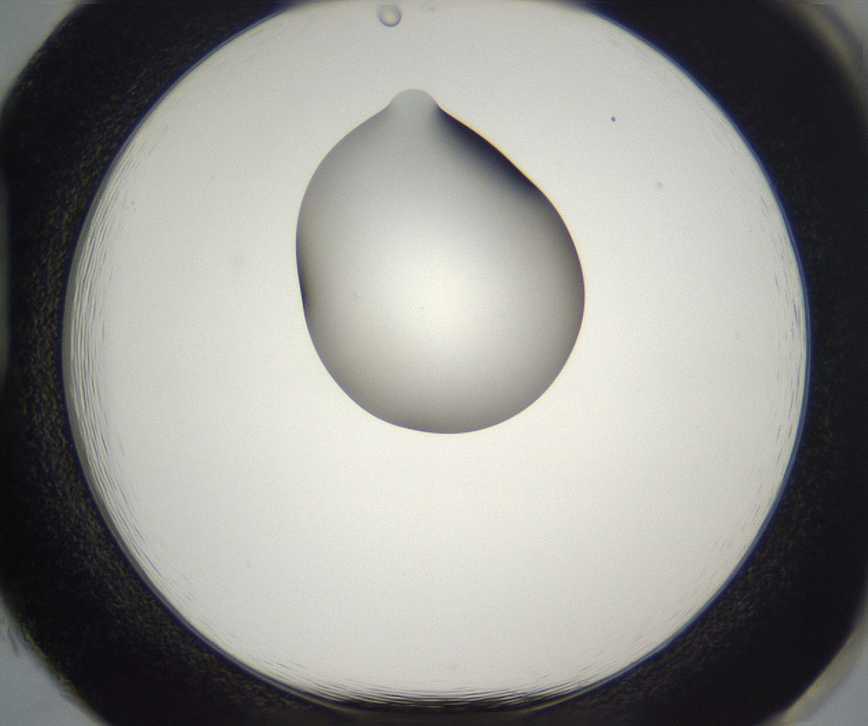 folderID302_plateID2302_batchID10855_wellNum85_profileID1_d1_r161794_ef.jpg