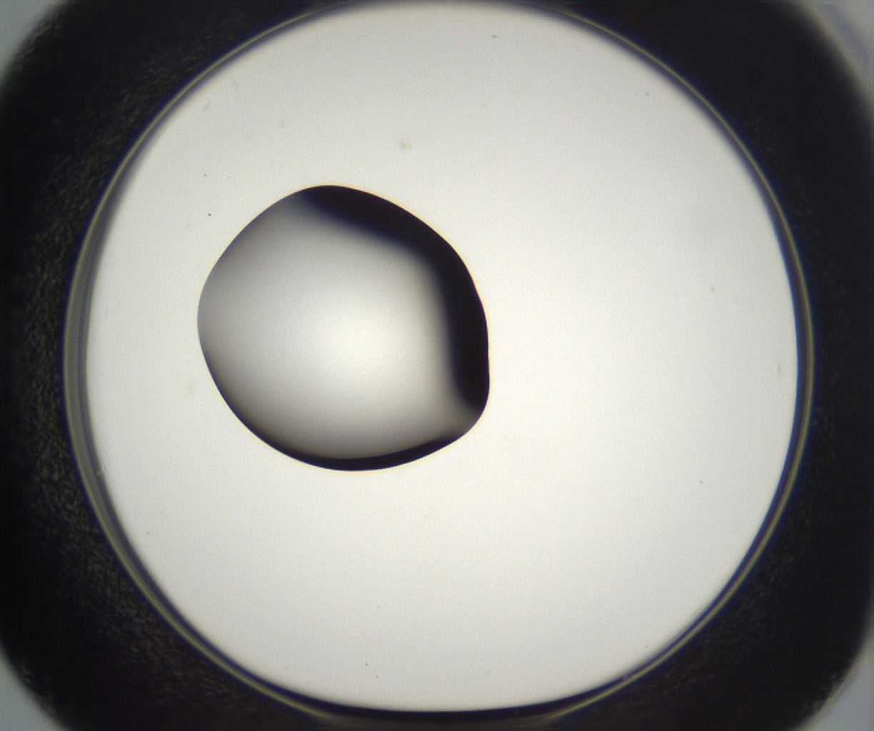 folderID302_plateID2302_batchID10855_wellNum50_profileID1_d1_r161759_ef.jpg
