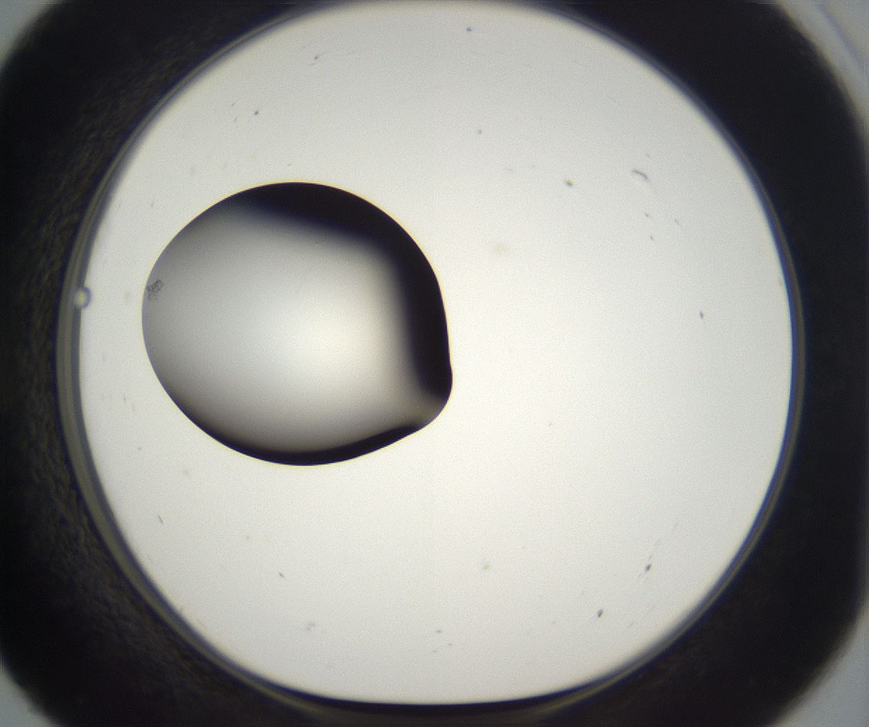 folderID302_plateID2302_batchID10855_wellNum55_profileID1_d1_r161764_ef.jpg