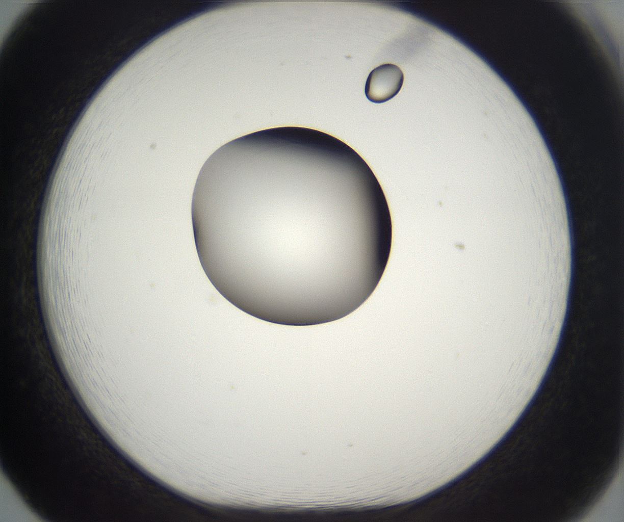 folderID302_plateID2302_batchID10855_wellNum65_profileID1_d1_r161774_ef.jpg