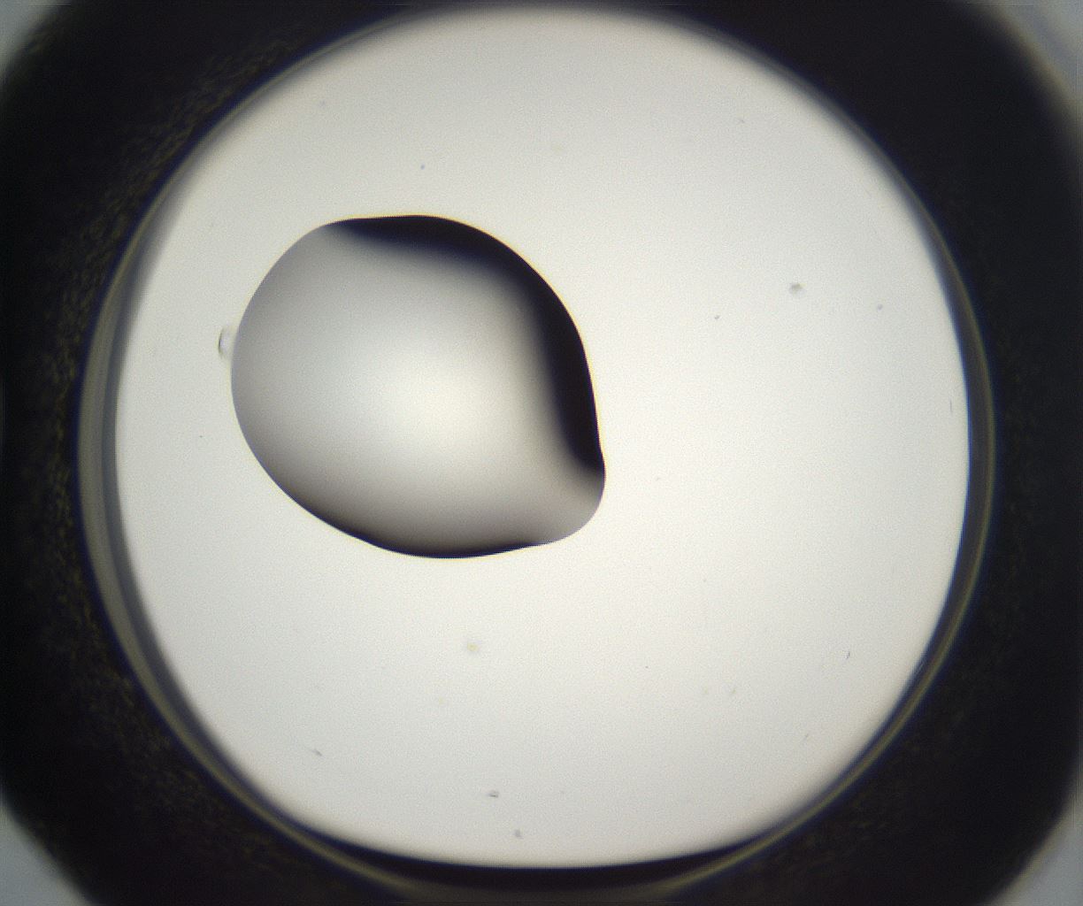 folderID302_plateID2302_batchID10855_wellNum76_profileID1_d1_r161785_ef.jpg