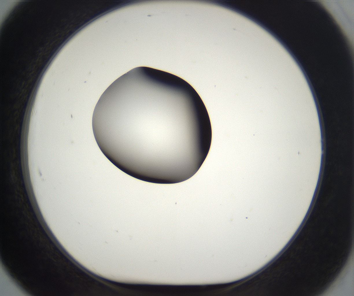 folderID302_plateID2302_batchID10855_wellNum91_profileID1_d1_r161800_ef.jpg