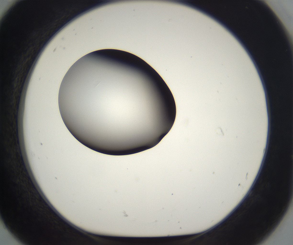 folderID302_plateID2302_batchID10855_wellNum92_profileID1_d1_r161801_ef.jpg