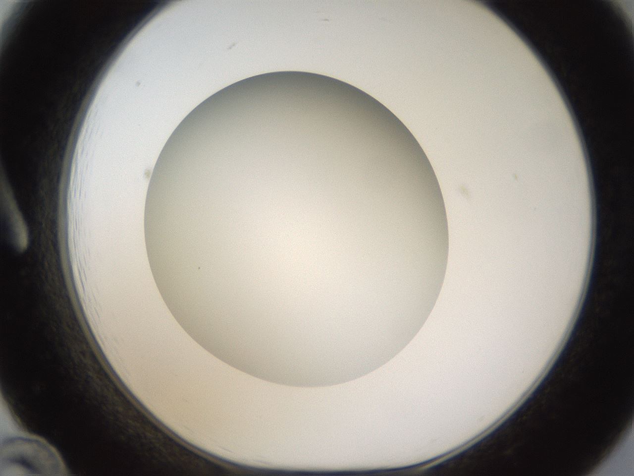 folderID303_plateID1303_batchID4266_wellNum12_profileID1_d1_r78499_ef.jpg