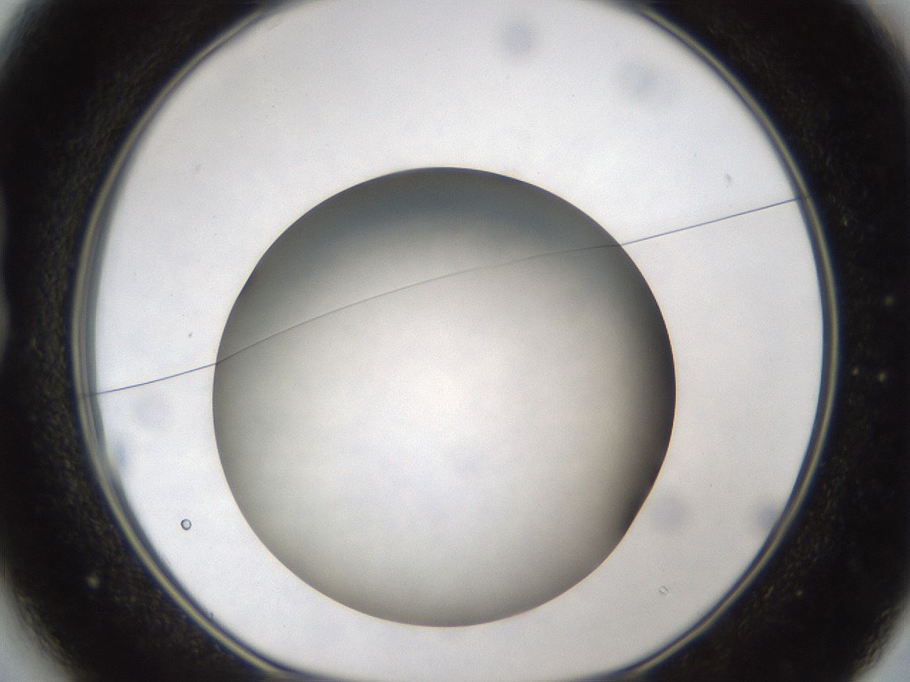 folderID303_plateID1303_batchID4266_wellNum13_profileID1_d1_r78500_ef.jpg