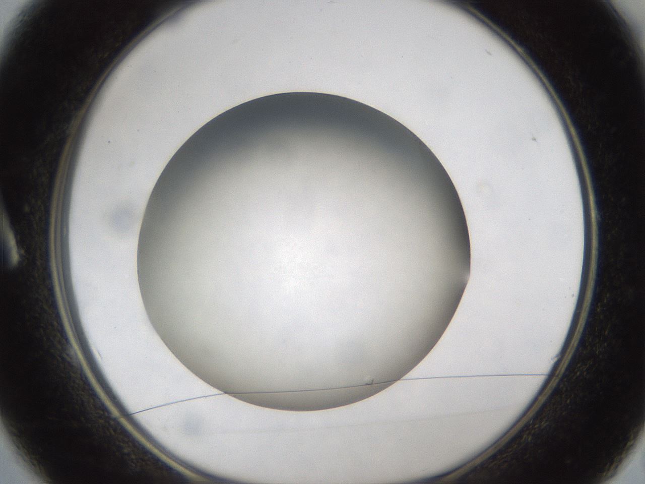 folderID303_plateID1303_batchID4266_wellNum1_profileID1_d1_r78488_ef.jpg