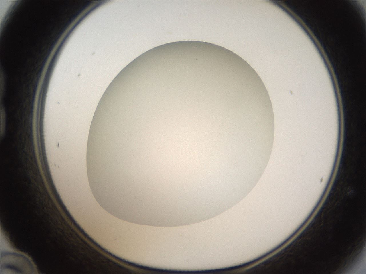 folderID303_plateID1303_batchID4266_wellNum24_profileID1_d1_r78511_ef.jpg