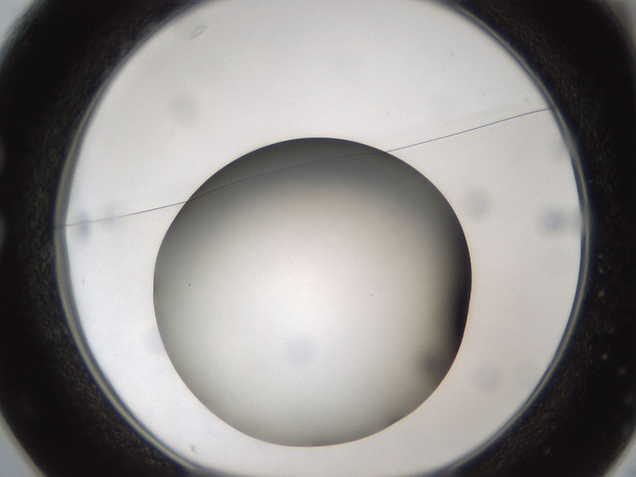 folderID303_plateID1303_batchID4266_wellNum25_profileID1_d1_r78512_ef.jpg