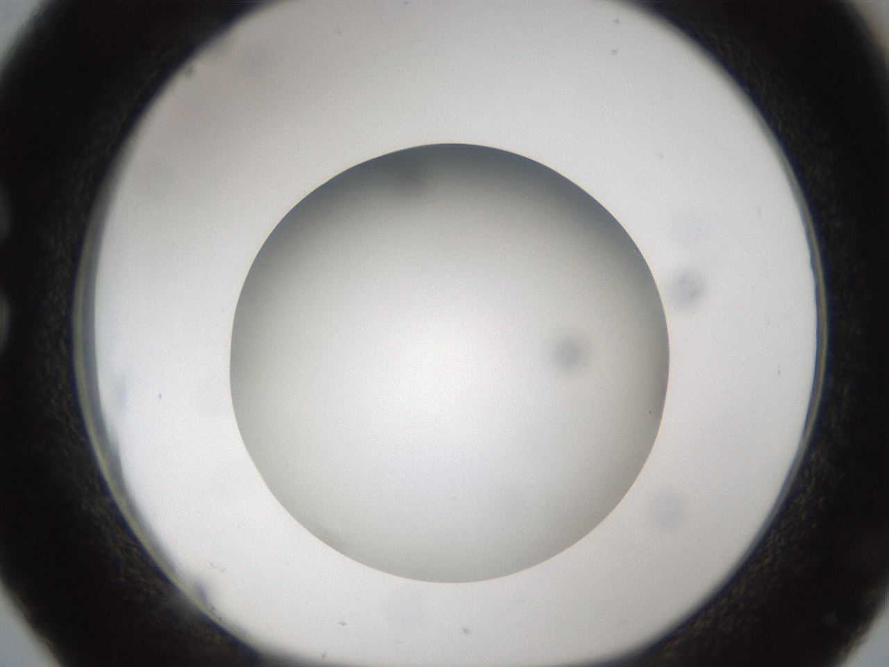 folderID303_plateID1303_batchID4266_wellNum26_profileID1_d1_r78513_ef.jpg