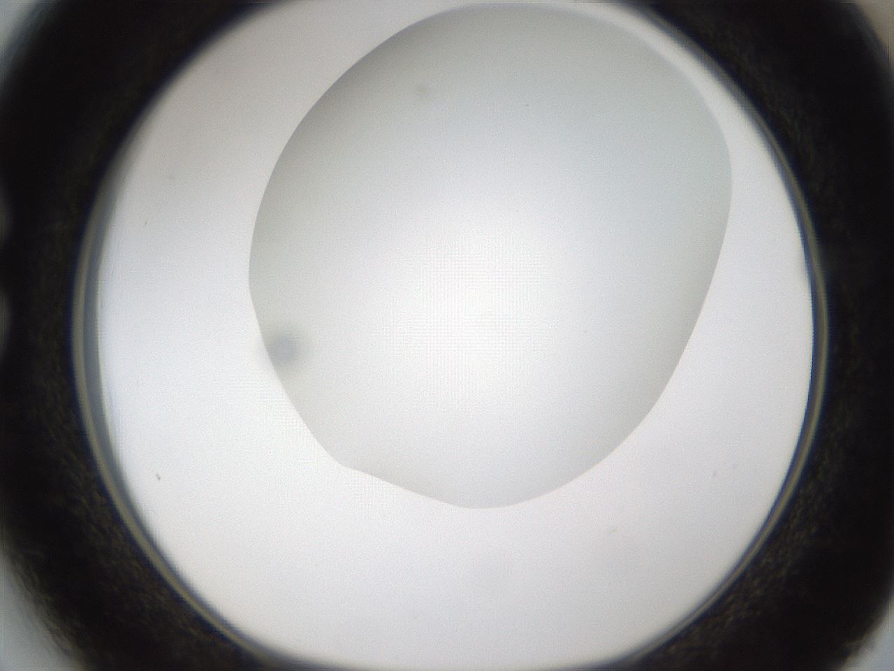 folderID303_plateID1303_batchID4266_wellNum27_profileID1_d1_r78514_ef.jpg