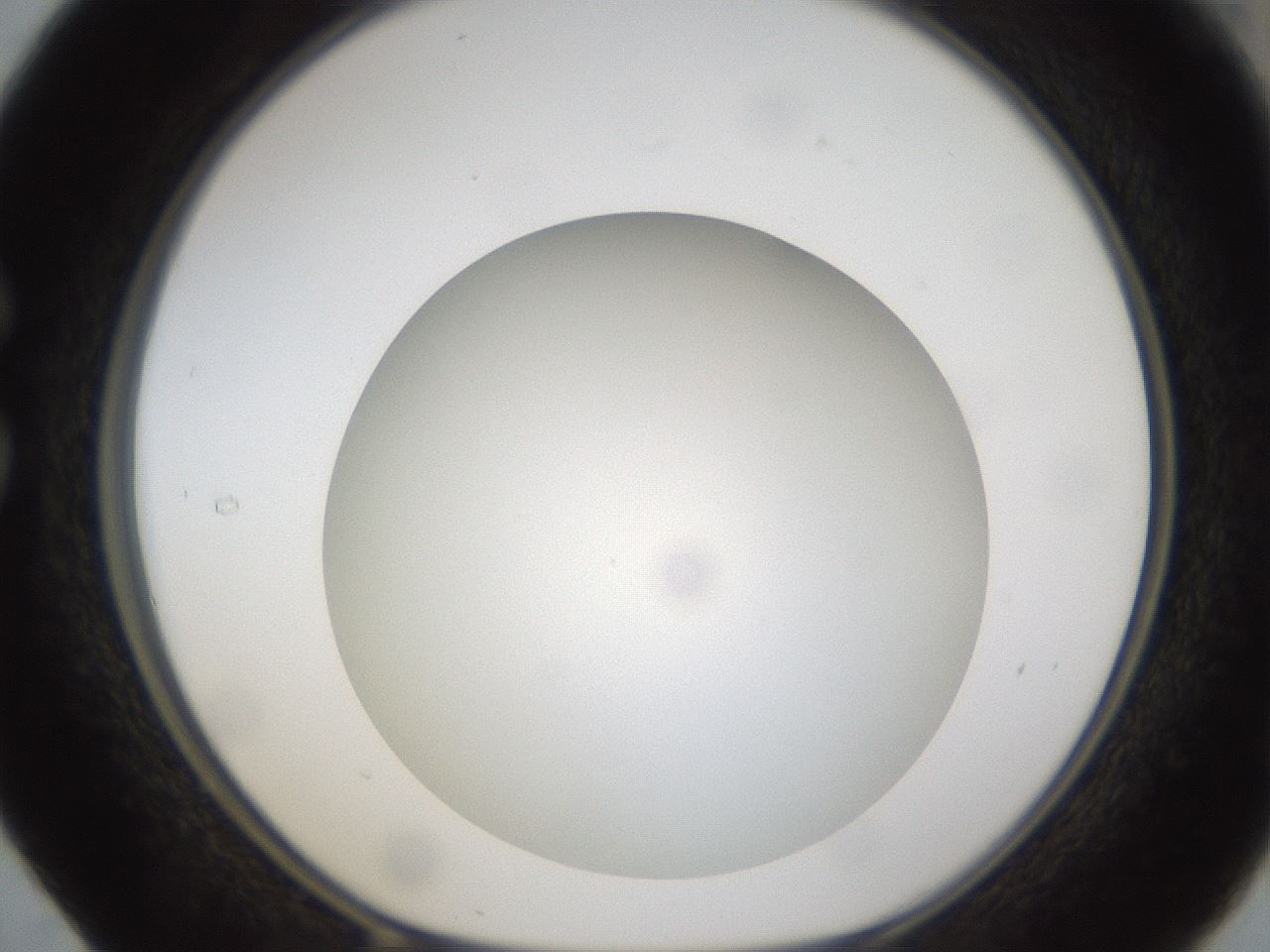 folderID303_plateID1303_batchID4266_wellNum29_profileID1_d1_r78516_ef.jpg