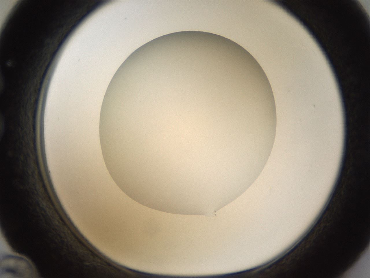 folderID303_plateID1303_batchID4266_wellNum36_profileID1_d1_r78523_ef.jpg