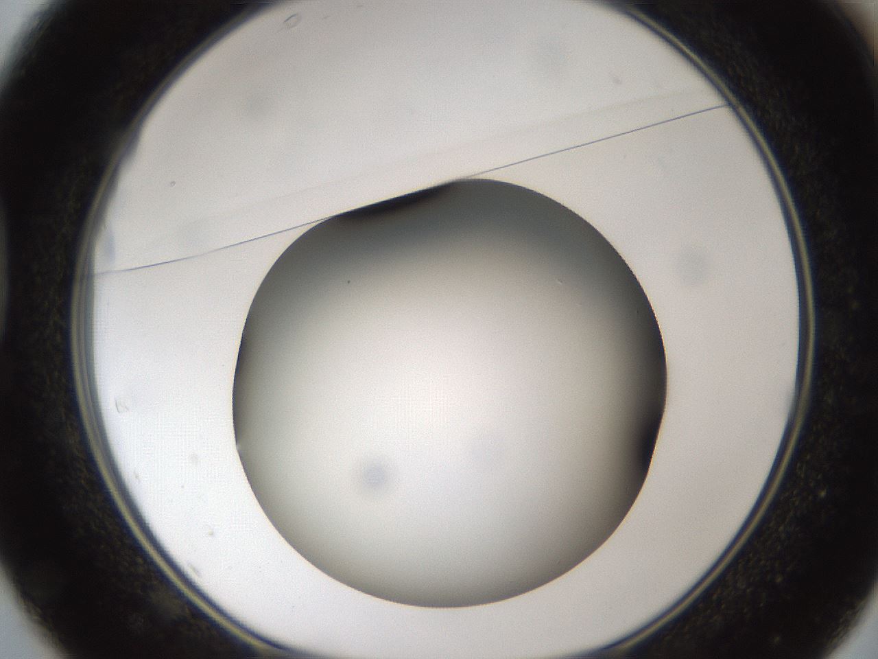 folderID303_plateID1303_batchID4266_wellNum37_profileID1_d1_r78524_ef.jpg