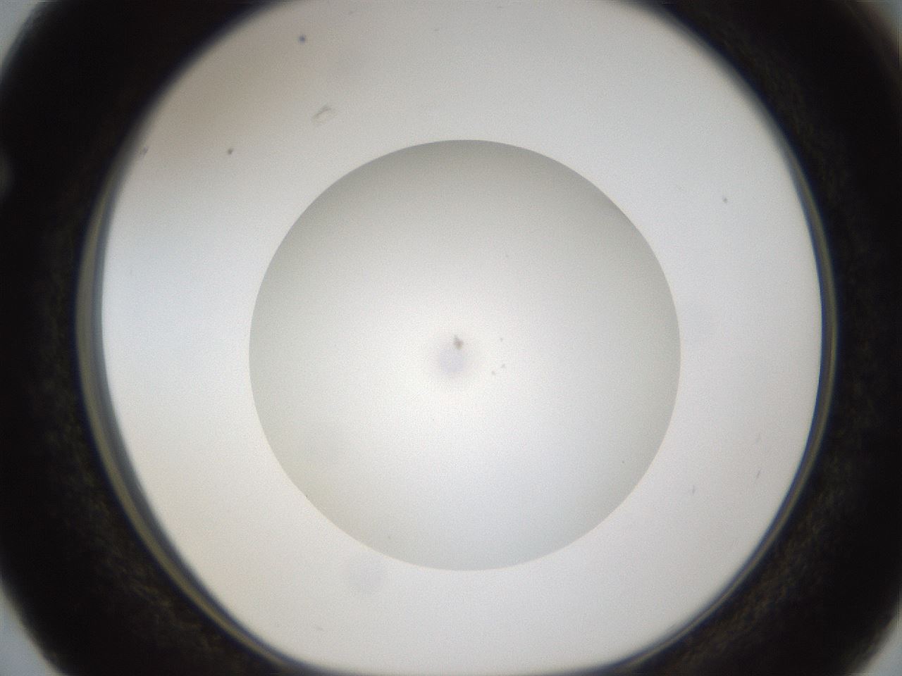 folderID303_plateID1303_batchID4266_wellNum63_profileID1_d1_r78550_ef.jpg