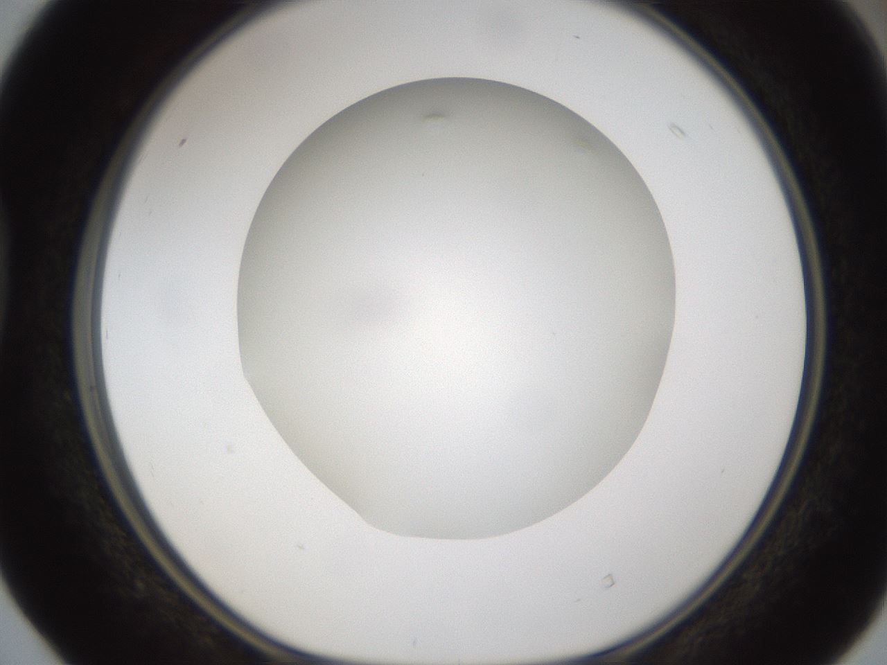 folderID303_plateID1303_batchID4266_wellNum40_profileID1_d1_r78527_ef.jpg