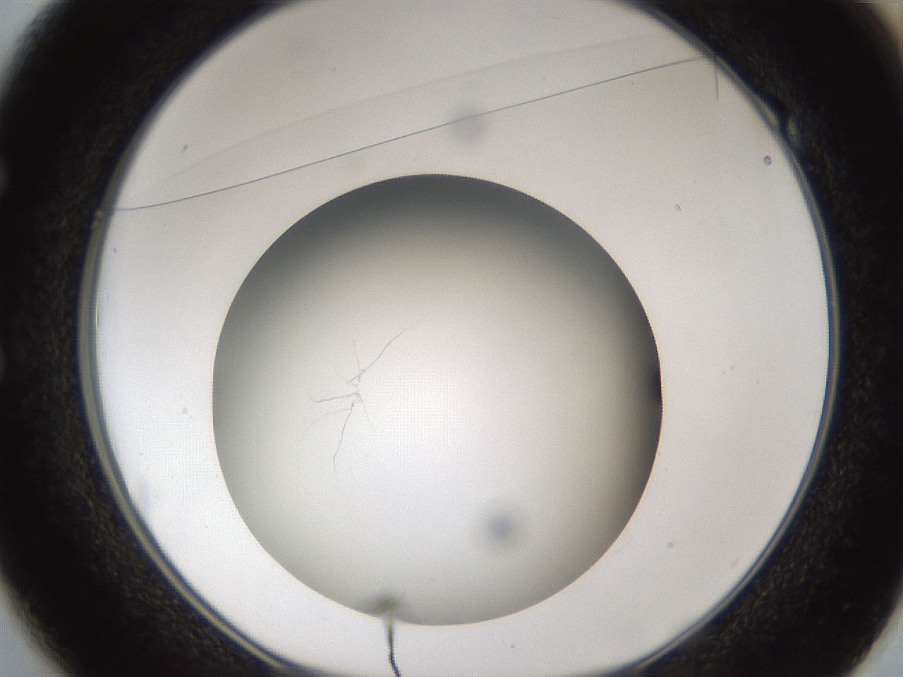 folderID303_plateID1303_batchID4266_wellNum49_profileID1_d1_r78536_ef.jpg