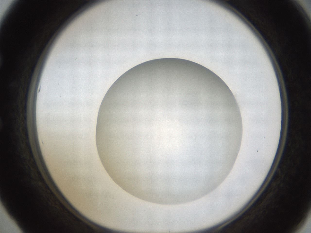 folderID303_plateID1303_batchID4266_wellNum53_profileID1_d1_r78540_ef.jpg