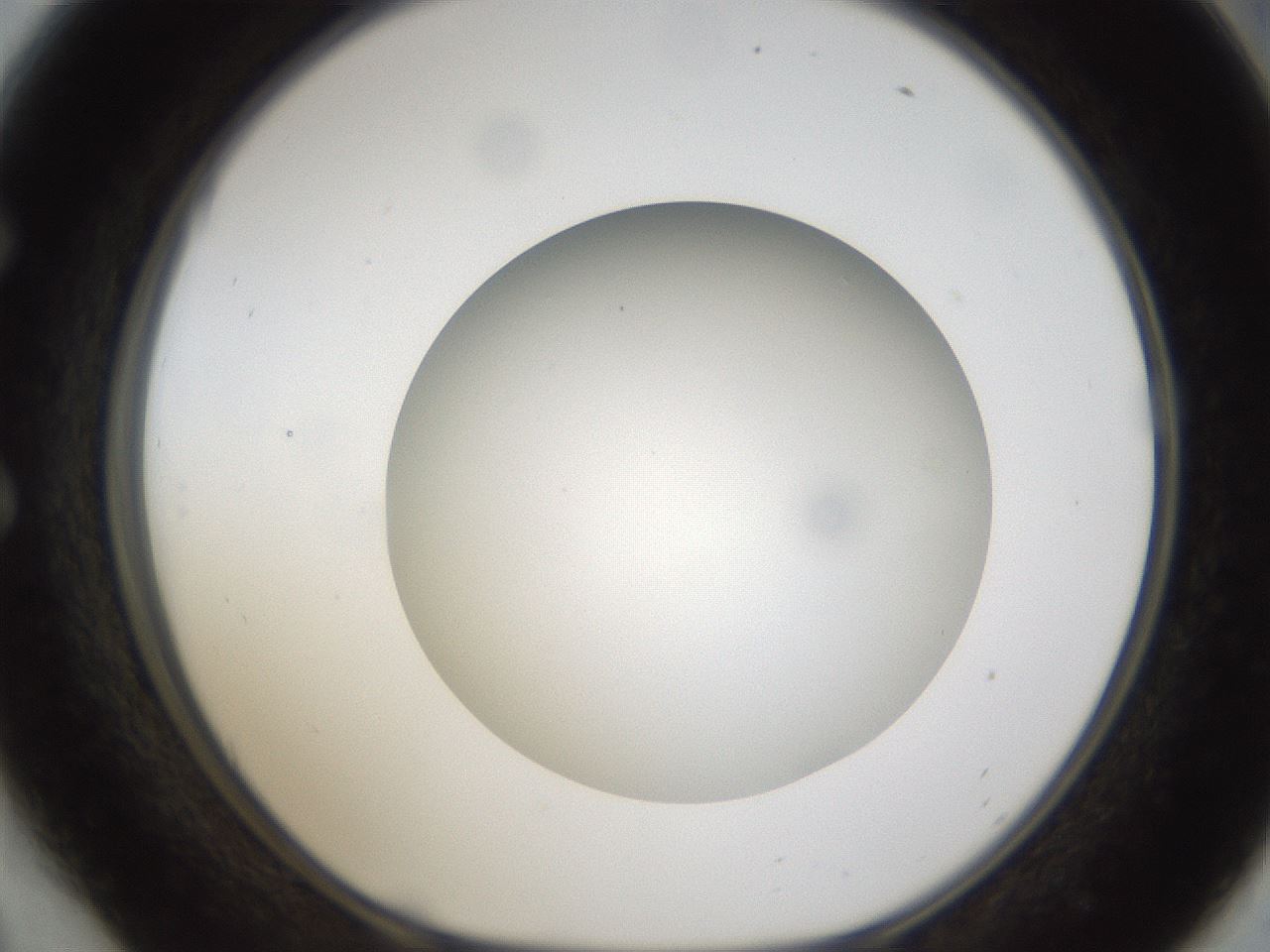 folderID303_plateID1303_batchID4266_wellNum54_profileID1_d1_r78541_ef.jpg