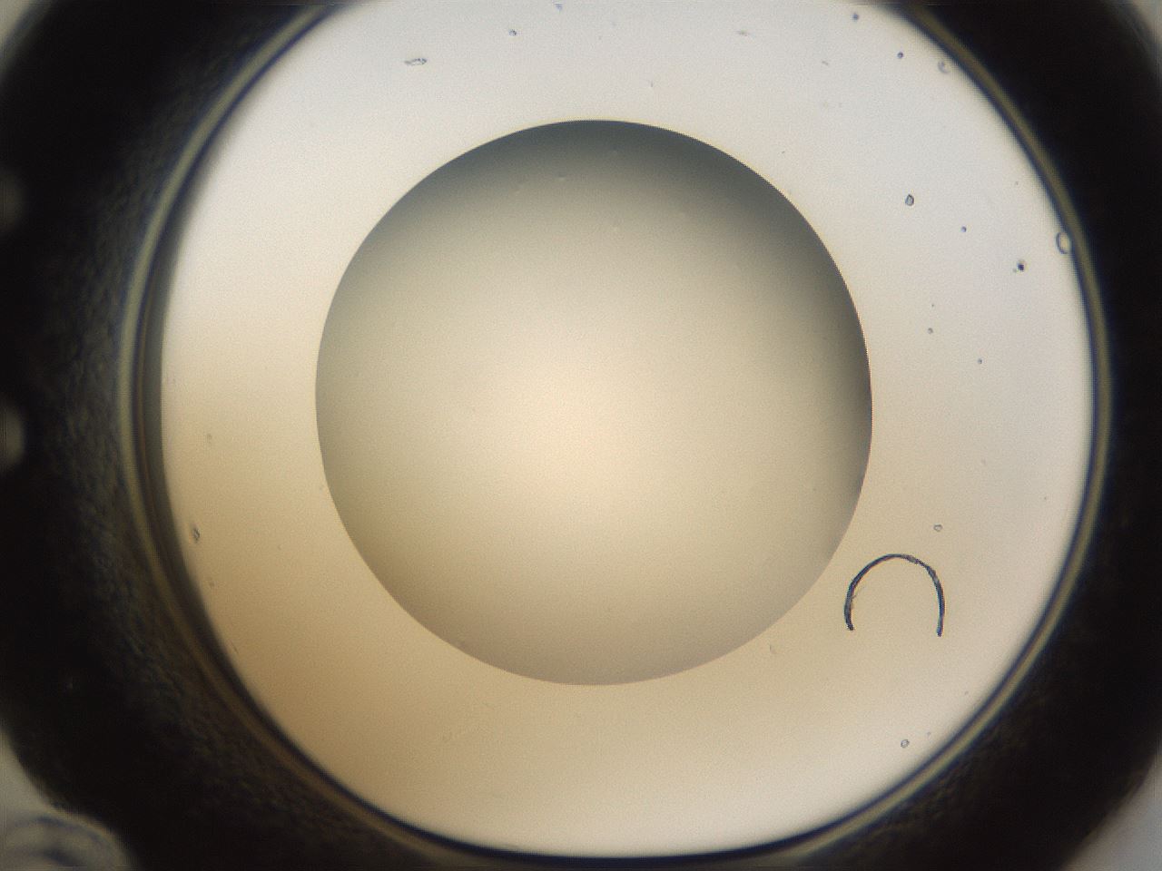 folderID303_plateID1303_batchID4266_wellNum60_profileID1_d1_r78547_ef.jpg