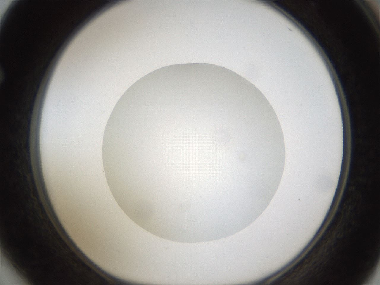 folderID303_plateID1303_batchID4266_wellNum64_profileID1_d1_r78551_ef.jpg