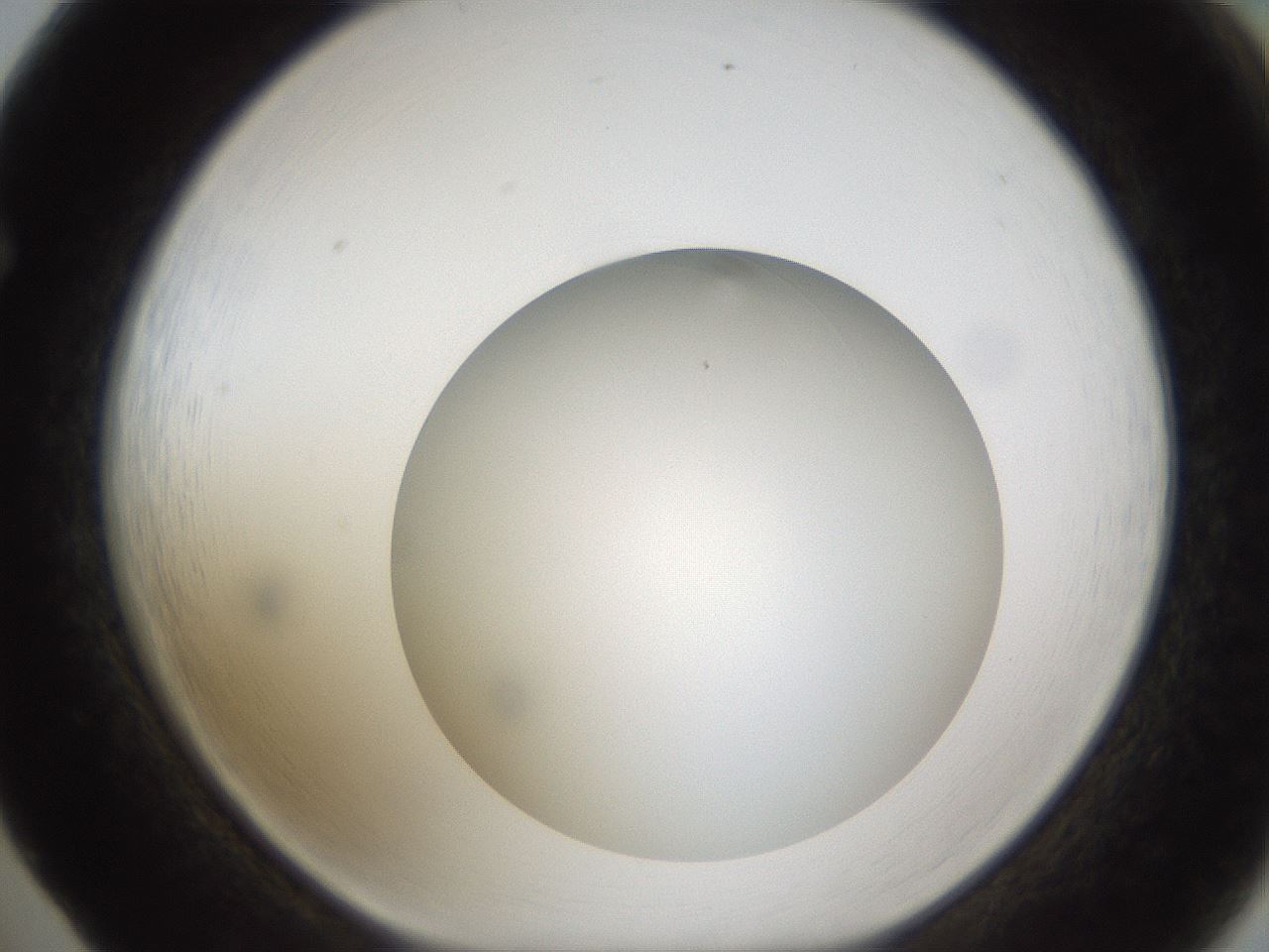 folderID303_plateID1303_batchID4266_wellNum65_profileID1_d1_r78552_ef.jpg