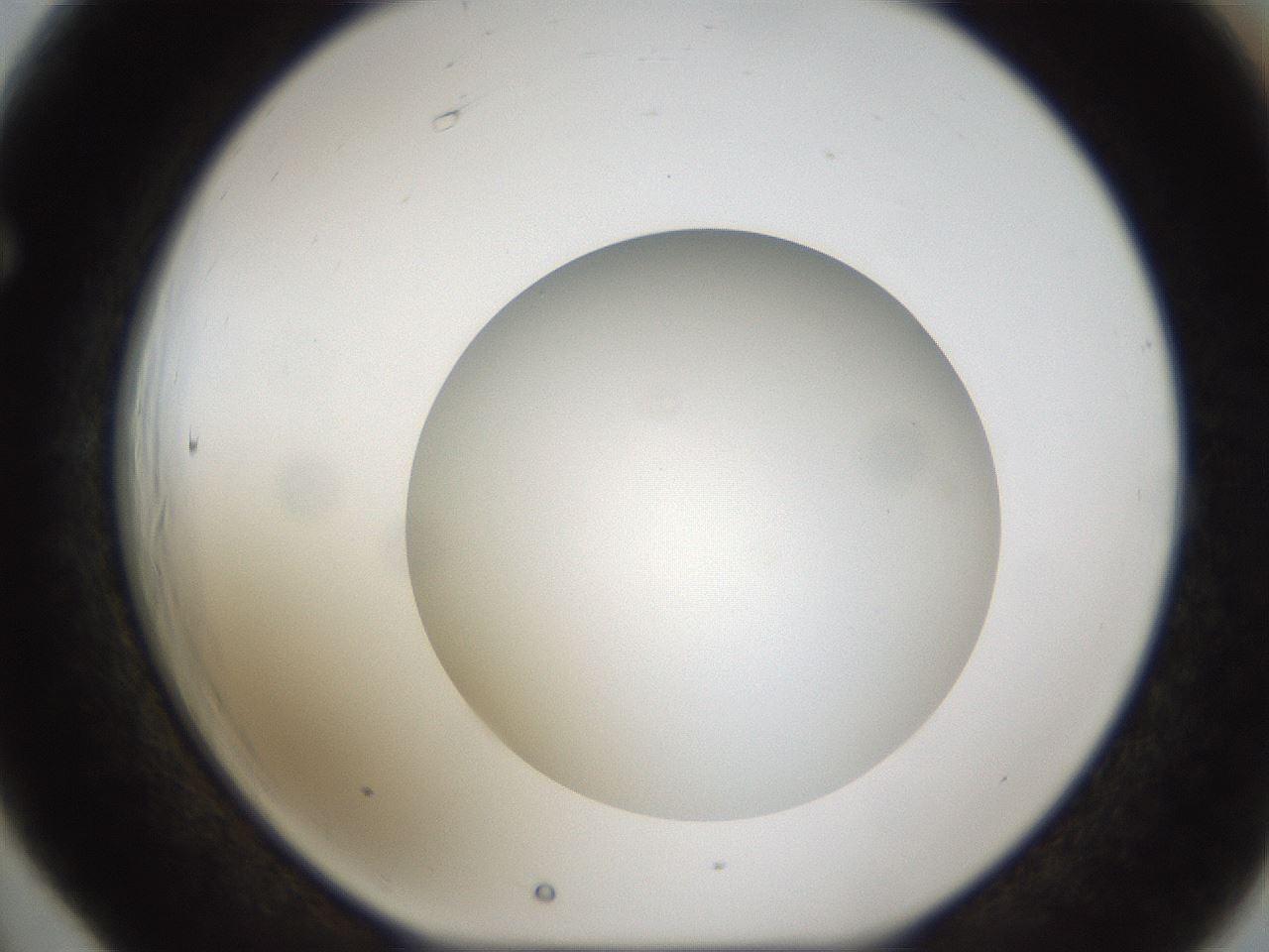 folderID303_plateID1303_batchID4266_wellNum66_profileID1_d1_r78553_ef.jpg