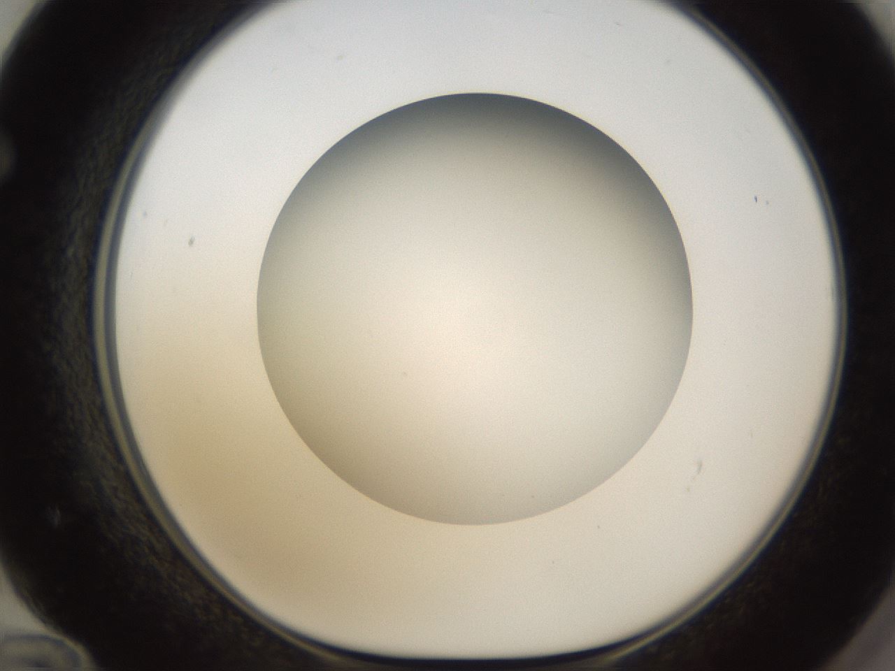 folderID303_plateID1303_batchID4266_wellNum72_profileID1_d1_r78559_ef.jpg